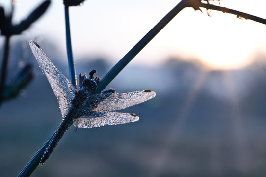 Dewy dragonfly