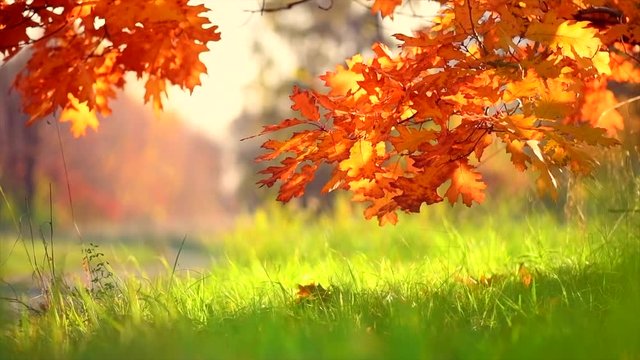 Autumn leaves swinging on a tree in autumnal park. Fall. Slow motion. 3840X2160 4K UHD video footage