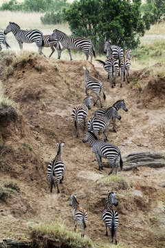 Zebras