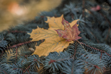 Fototapeta na wymiar Two lonely maple leaves on a fir branch. Autumn-winter composition. 