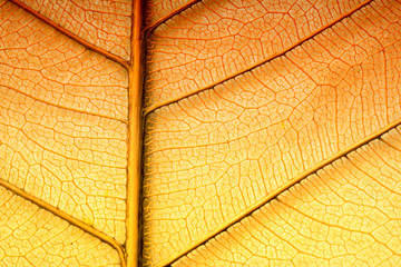 Dried orange leaf sceleton texture