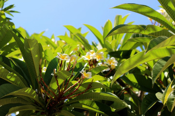 Plumeria flower
