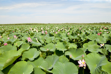  Lotus valley in Astrakhan