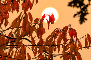 Sonne im Nebel