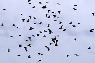 nuée d'oiseaux