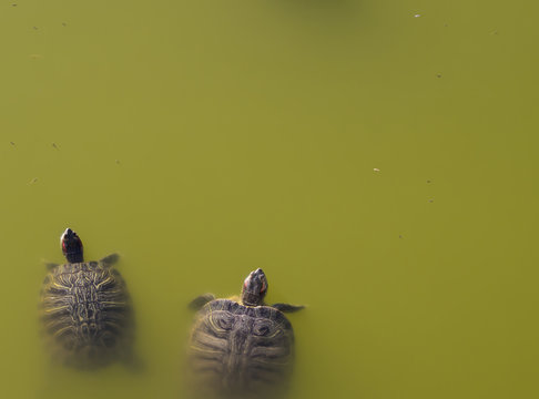 Two Water Turtles In Green Polluted Water