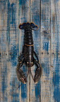 Lobster on a blue wood vintage background