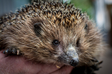 The animals of the forest hedgehog sitting man's hands.
