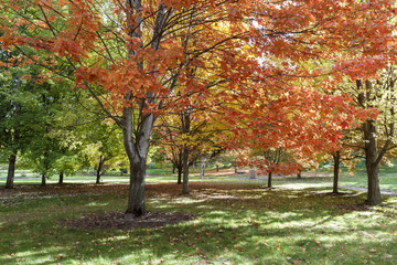Naklejka premium Beautiful tree with orange leaves.