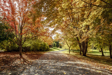 Path in autumn in Moscow, Idaho.