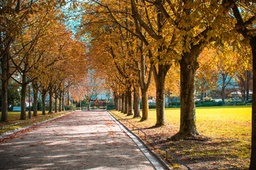 Beautiful autumn landscape at the morning park