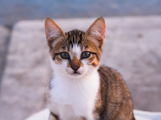 brown and white colored sitting cat