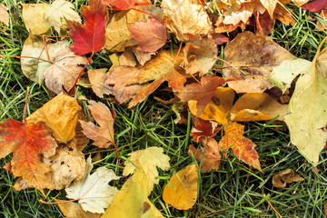 Autumn leaves on the ground.