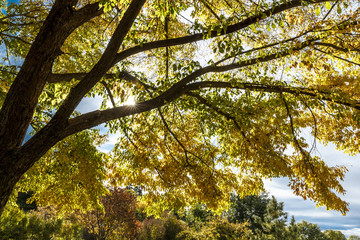 Looking up into the trees.