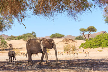 Fototapeta na wymiar Elefantenfamilie (Loxodonta africana) und Springböcke (Antidorcas) im Hoanib Trockenfluss