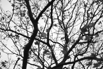Autumn leaves on a tree. Fall background with tree branches and leaves