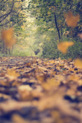 Blurred background of falling leaves. Autumn ladnscape. Fall in the forest