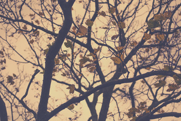 Autumn leaves on a tree. Fall background with tree branches and leaves