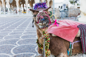 Camel on the square of Habib Bourguiba with shady Arabic pavilion and Medieval fortress Ribat in...