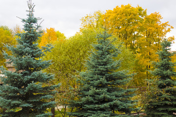 beautiful trees in autumn
