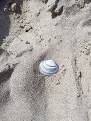 Coquillage dans le sable