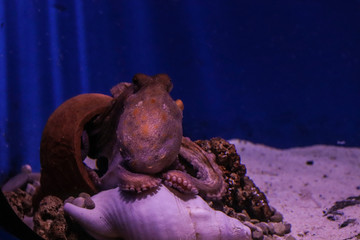 Polpo acquario di genova