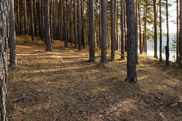 Autumn pine forest on the shore of the lake