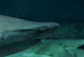 Naklejka premium Squalo acquario di genova