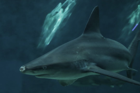 Squalo acquario di genova