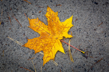 nice alone maple leaf