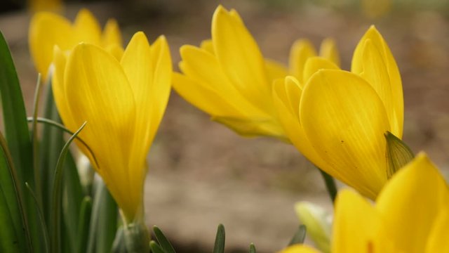 Slow motion of Sternbergia lutea daffodil footage - Yellow autumn crocus plant close-up