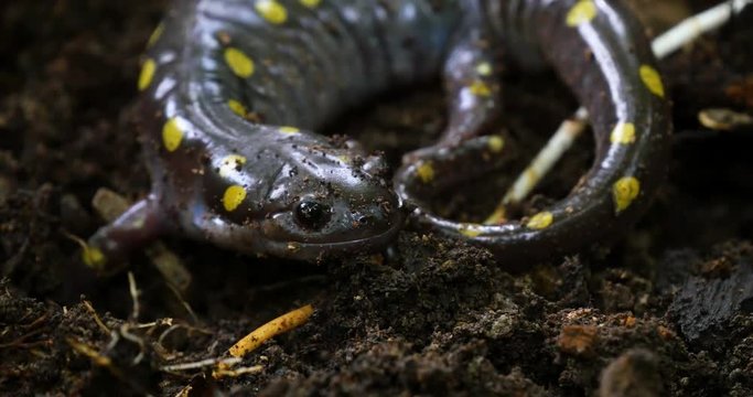 Closeup of a spotted salamander looking at the camera and turning.