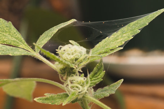 spider mite webs on marijuana plant