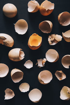 Egg Shells