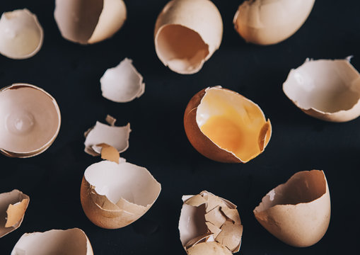 Egg Shells