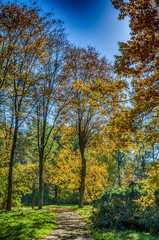 Autumn falling in the Lviv city park in Ukraine