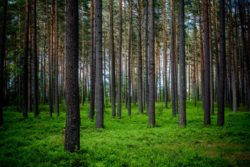 Summer. A pine forest. A lot of trees.
