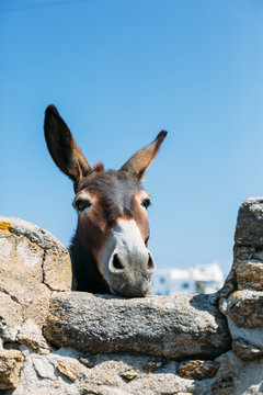Donkey