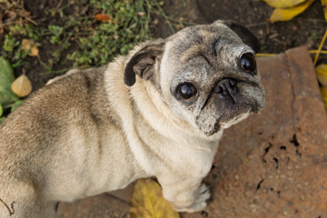Portrait of pug dog in a park