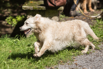 Golden retrivers
