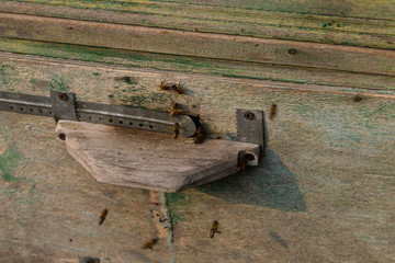Bees fly at the entrance of the old beehive
