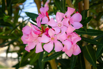 Fototapeta na wymiar Beautiful shrub with blooming flowers, closeup