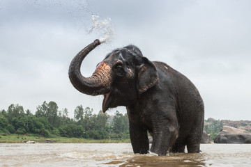 Asian elephant enjoys bathing in the river