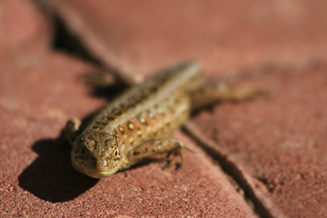 Lizard