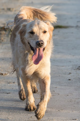 Golden retrievers