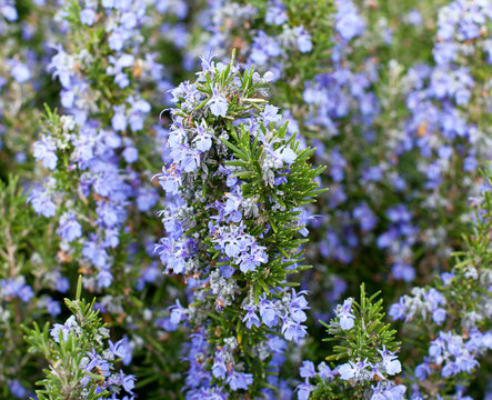 Blossoming rosemary plant