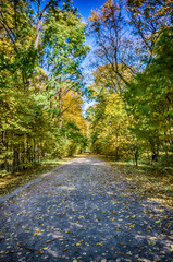 Autumn falling in the Lviv city park in Ukraine