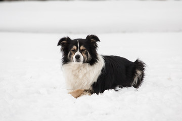 Border collie