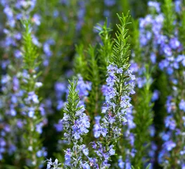 Foto op Canvas Blossoming rosemary plant © janaph