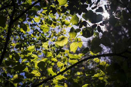 Green bright leaves on a busy forest trees on a blue sky background